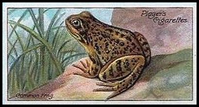 31 Common Frog